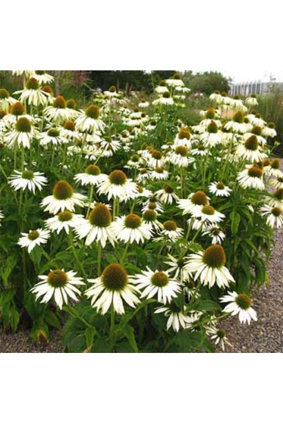 Група ехінацей білого кольору у квітковому масиві